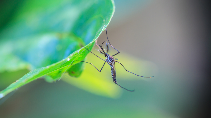 Zikaviruset sprids inte av någon av de myggarter som finns i Sverige. Därför bedöms risken som obefintlig att Sverige skulle drabbas av ett utbrott. Foto: Shutterstock